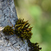 mousse et arbre