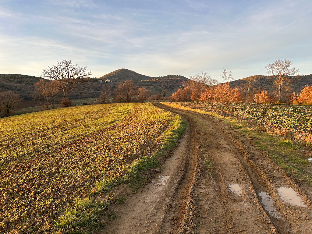 Muddy path.