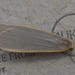 5T2A7821 Moth