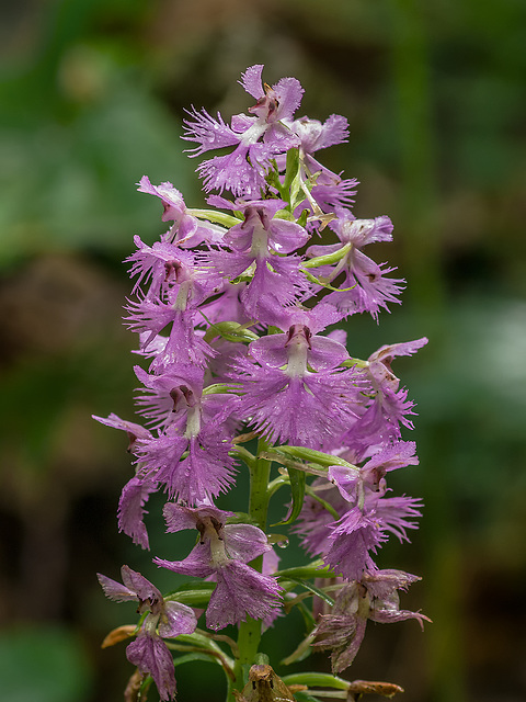 Platanthera grandiflora (Large Purple Fringed orchid)