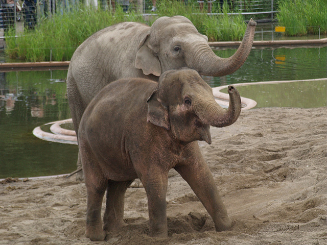 Elephants by the pool, 3 (2008)