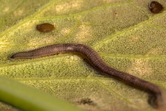 20160703 1988VRMw [D~RI] Rollegel (Erpobdella octoculata), [Achtäugiger Schlundegel], Rinteln