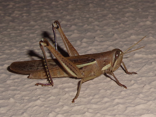 DSC07207 - gafanhoto Schistocerca cf. cancellata paranensis, Acrididae Caelifera Orthoptera