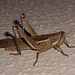 DSC07207 - gafanhoto Schistocerca cf. cancellata paranensis, Acrididae Caelifera Orthoptera