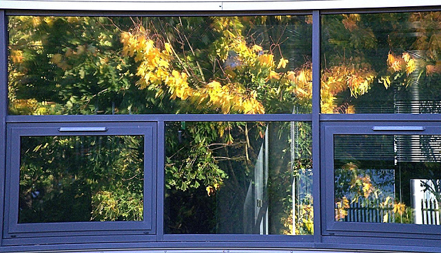 Trees. Reflections in the glass