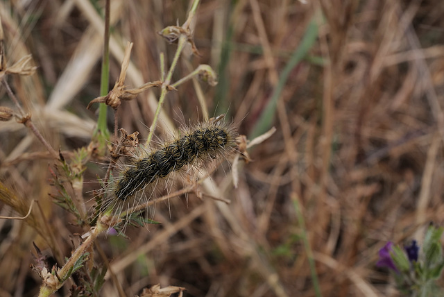 Thaumetopoea herculeana, Thirst