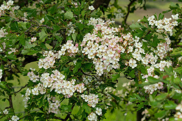 Hawthorn (May Blossom) going pink