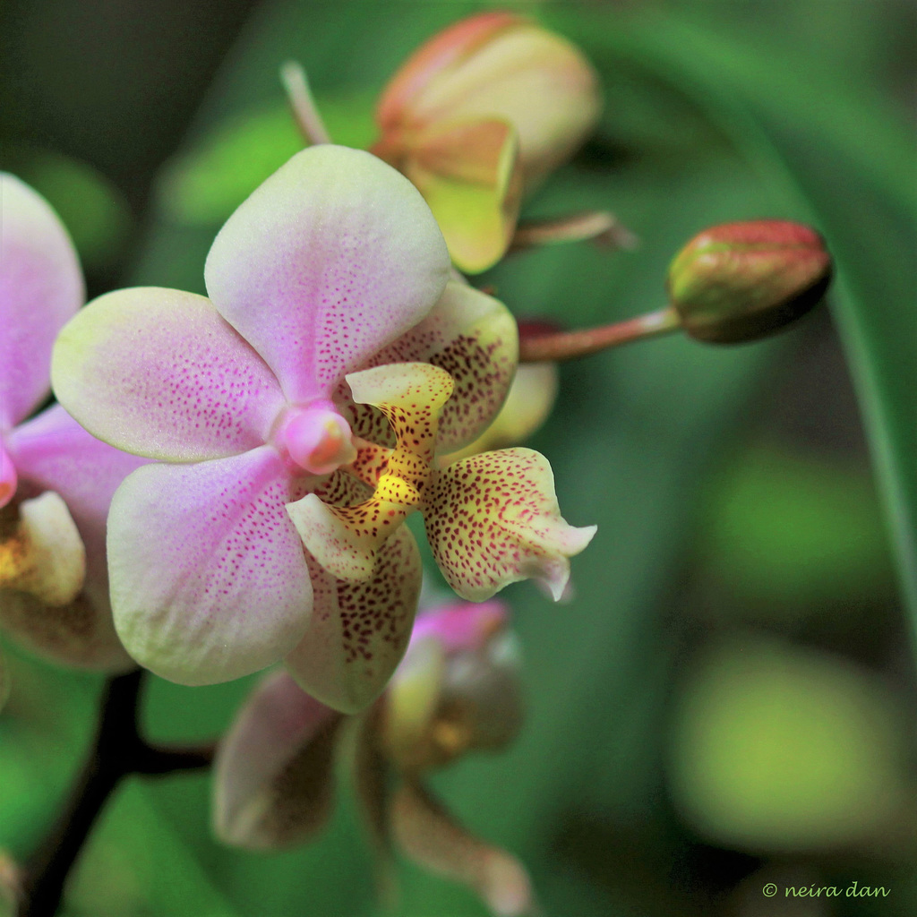 Phalaenopsis 'Wiganae ' (4)