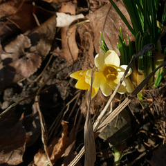 First Flower