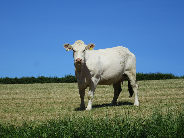 Cow in a field