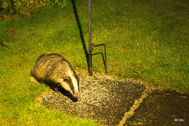 Badgers late night snacking under the bird feeders