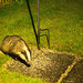 Badgers late night snacking under the bird feeders