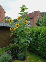 Sonnenblume im Garten