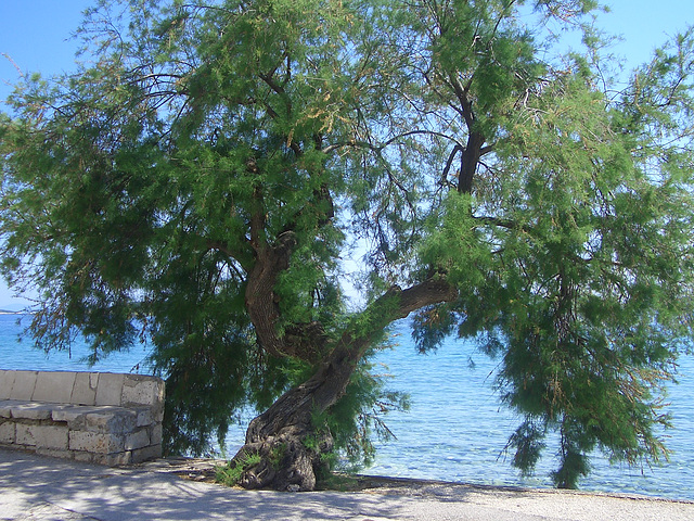 Bank und Baum