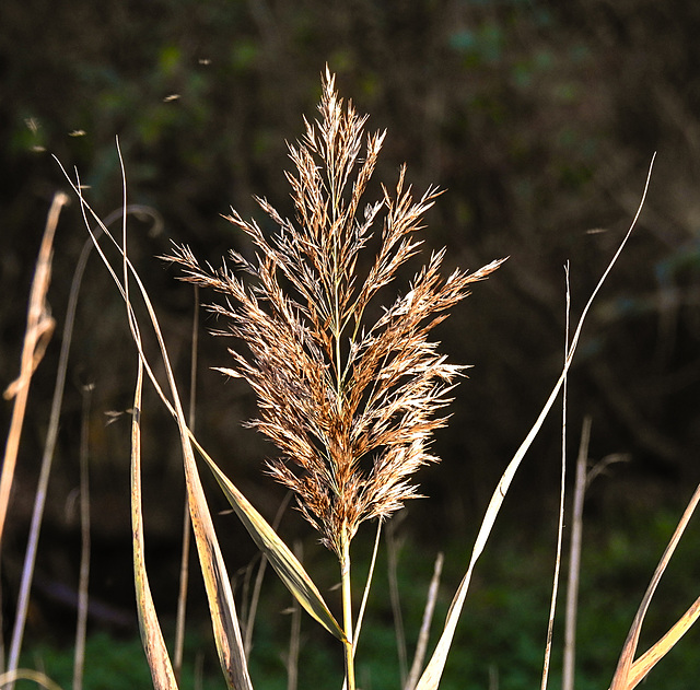 20221101 2018CPw [D~LIP] Schilf (Phragmites australis), Bad Salzuflen