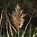 20221101 2018CPw [D~LIP] Schilf (Phragmites australis), Bad Salzuflen