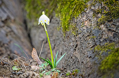 Sie sind auch immer schöne Frühlingsboten :))  They are also always beautiful messengers of spring :))  Ils sont aussi toujours de beaux messagers du printemps :))