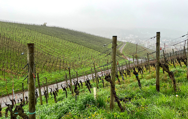 Weinberge im Dunst