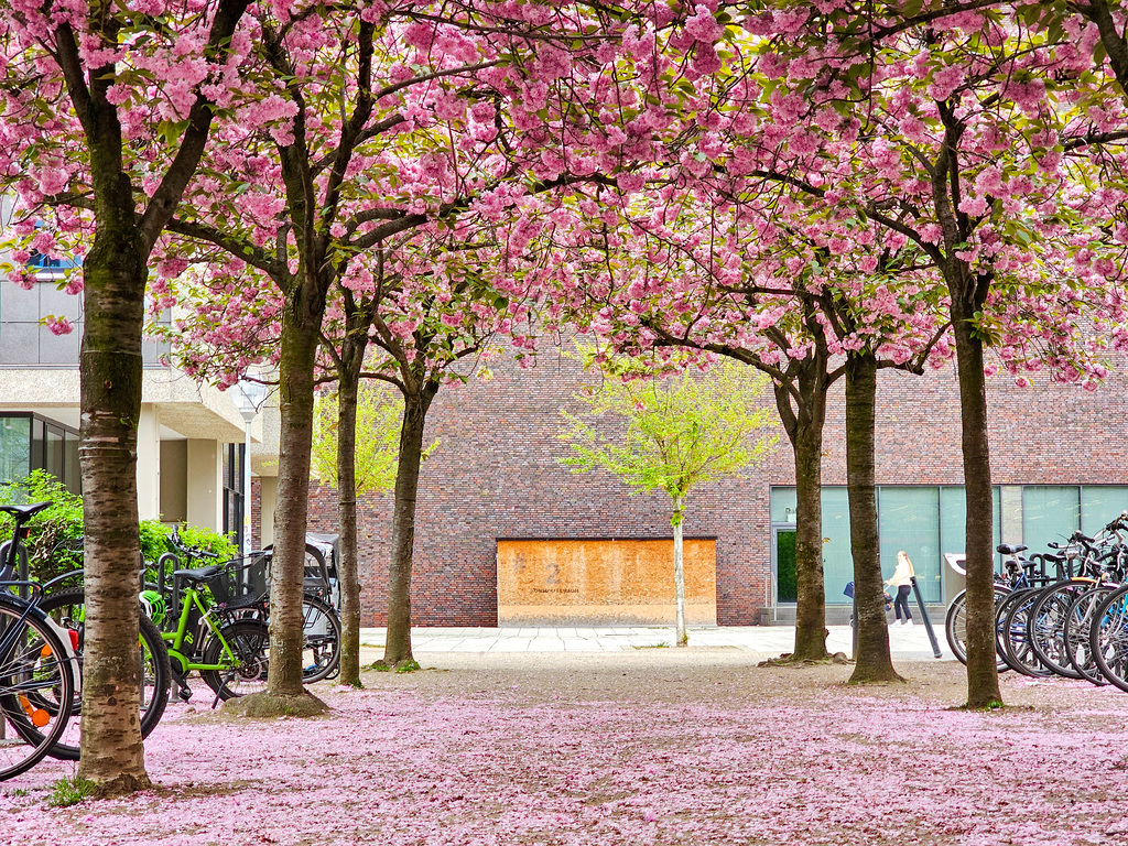 Köln - Kirschblüte am Josef-Haubrich-Hof