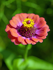 Zinnia