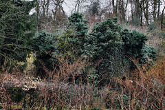 Zeche Mönkhoffsbank, überwucherte Ruine des ehem. Schachthauses (Essen-Überruhr) / 10.02.2024