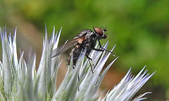 20240703 0421CPw [D~LIP] Kugeldistel, Blumenfliege (Anthomyiidae agg), BS