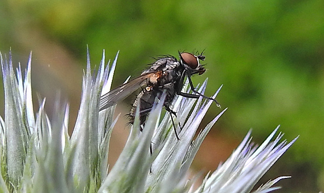 20240703 0421CPw [D~LIP] Kugeldistel, Blumenfliege (Anthomyiidae agg), BS