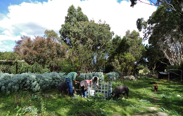 new pig-proof tree fences