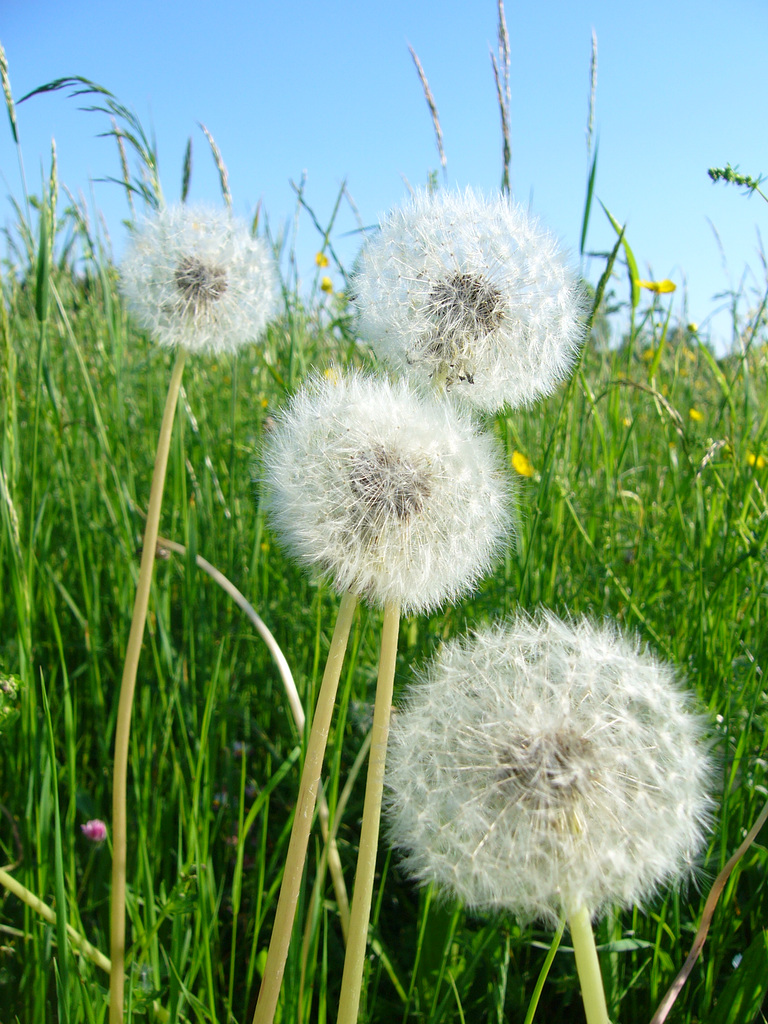 Pusteblume