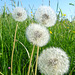 Pusteblume