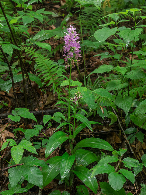 Platanthera grandiflora (Large Purple Fringed orchid)