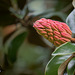 258/366: Seed Pod on Magnolia Grandiflora