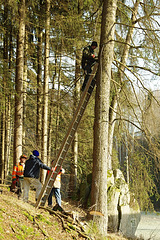 Ein Mann, ein Baum, ein Seil......