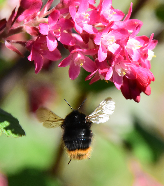 Johannisbeerblüten und Hummel