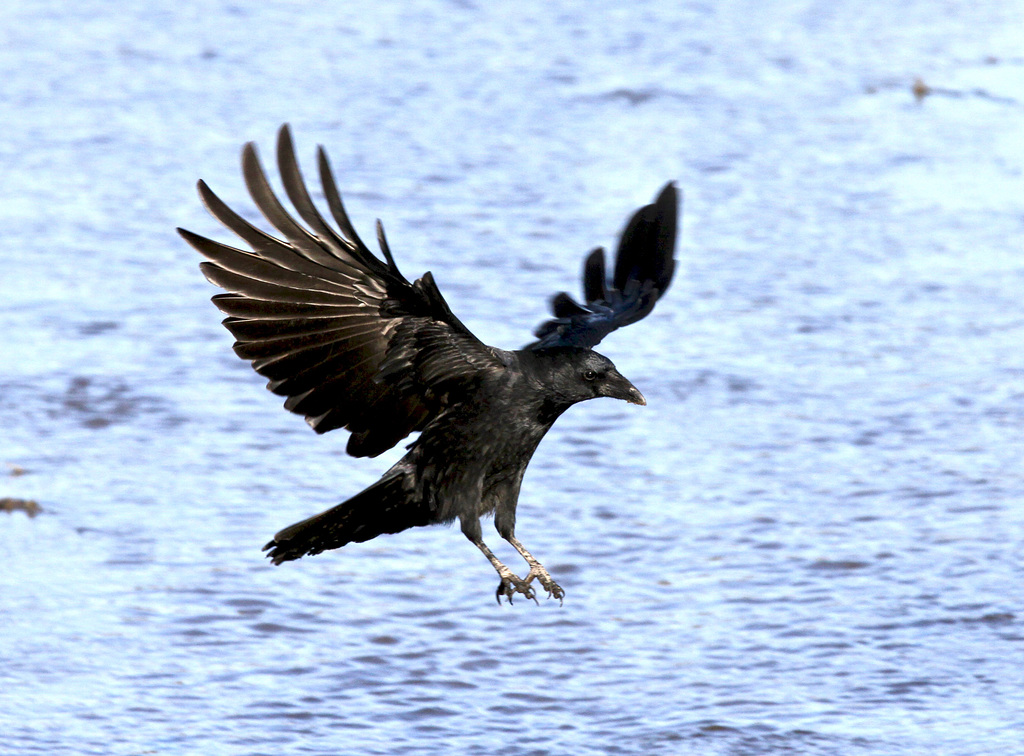 Ein Rabenvogel auf dem Weiher