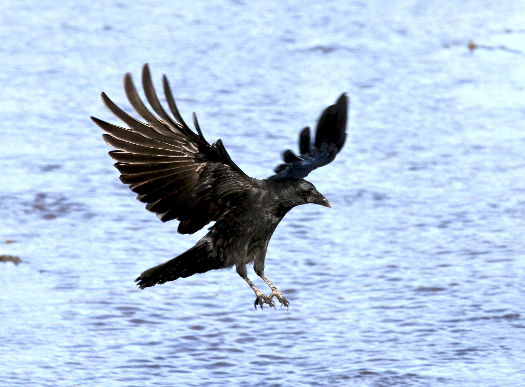 Ein Rabenvogel auf dem Weiher