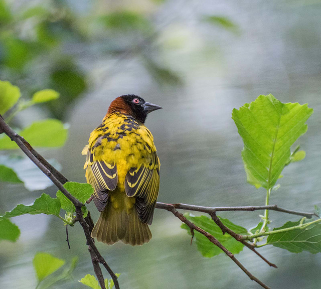 Village weaver bird (9)