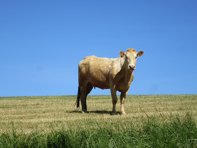 Cow in a field