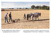 Poundfield Farm Working Heavy Horses ploughing team - furrow 3