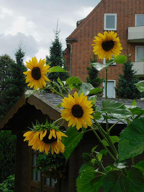 Sonnenblume im Garten