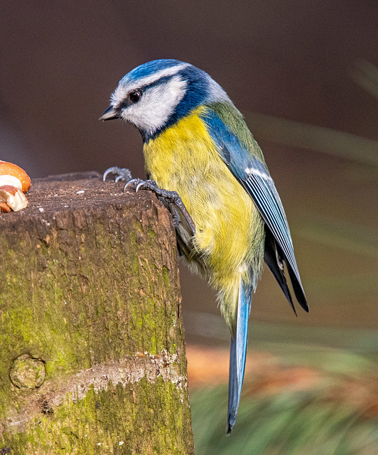 Blue tit