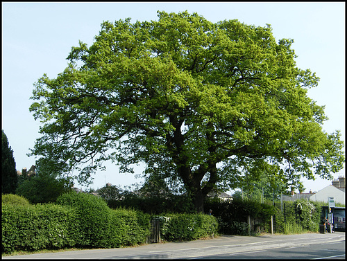 Cowley oak