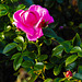 20221101 2020CPw [D~LIP] Strauchrose (Rosas 'Noack Certinia'), Rosengarten, Bad Salzuflen