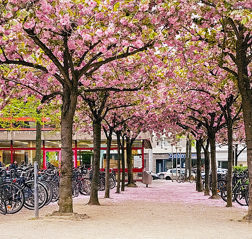 Köln - Kirschblüte am Josef-Haubrich-Hof