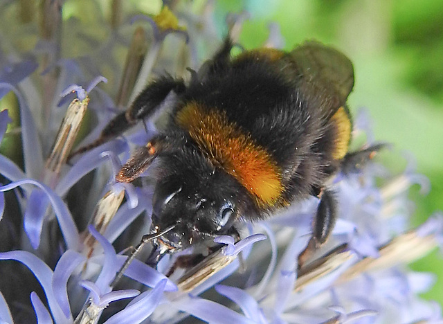 20240704 0425CPw [D~LIP] Kugeldistel, Dunkle Erdhummel (Bombus terrestris), BS