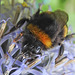 20240704 0425CPw [D~LIP] Kugeldistel, Dunkle Erdhummel (Bombus terrestris), BS