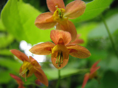 Epimedium pubigerum 'Orangekönigin'