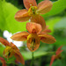 Epimedium pubigerum 'Orangekönigin'