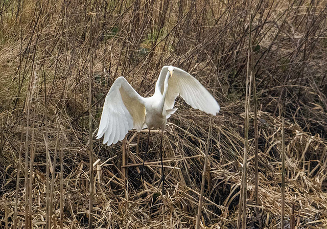 Great white egret