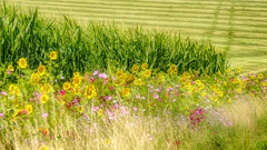Flower strips at the edge of fields – a feast for the eyes with potential for more
